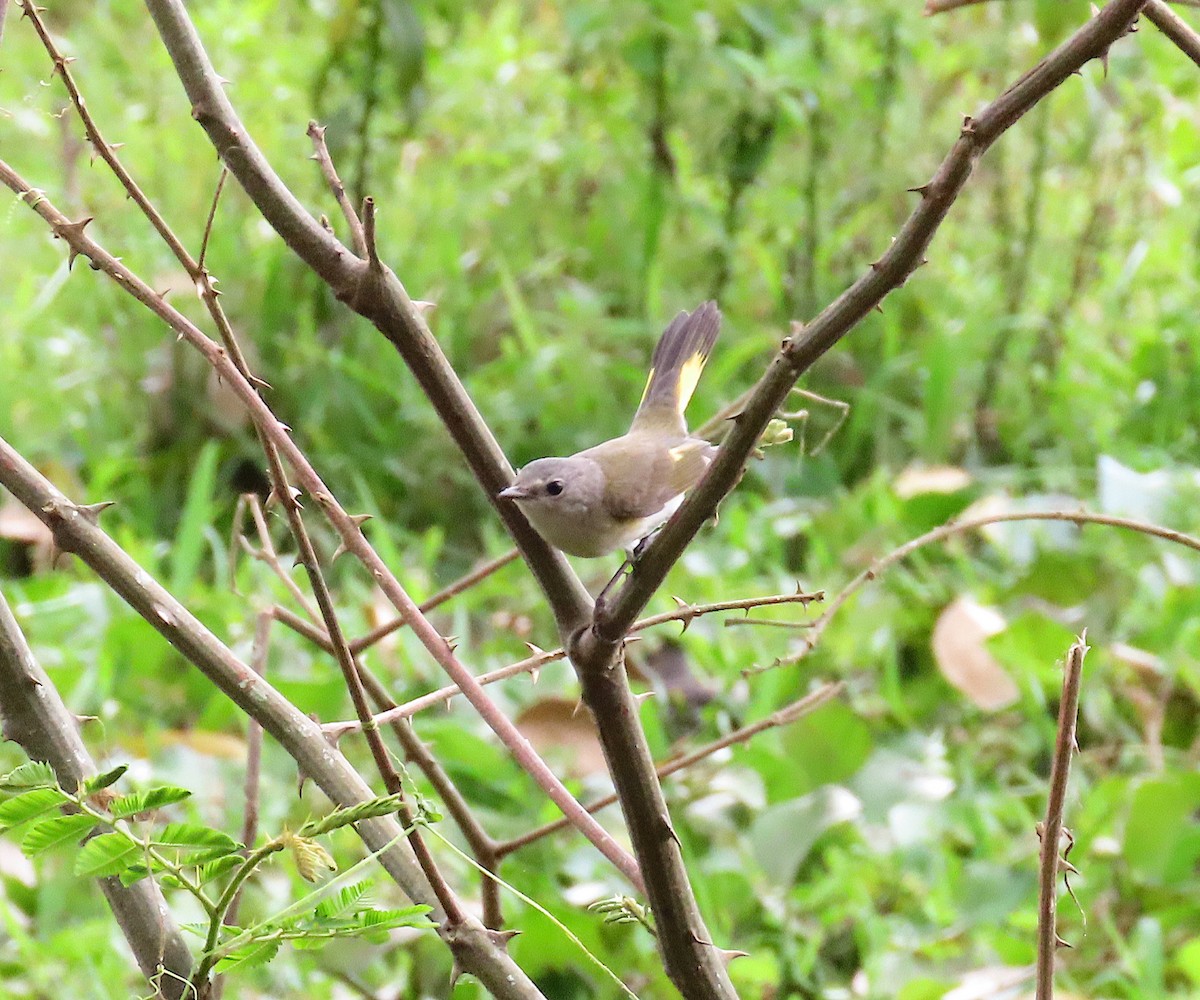 American Redstart - ML647275412