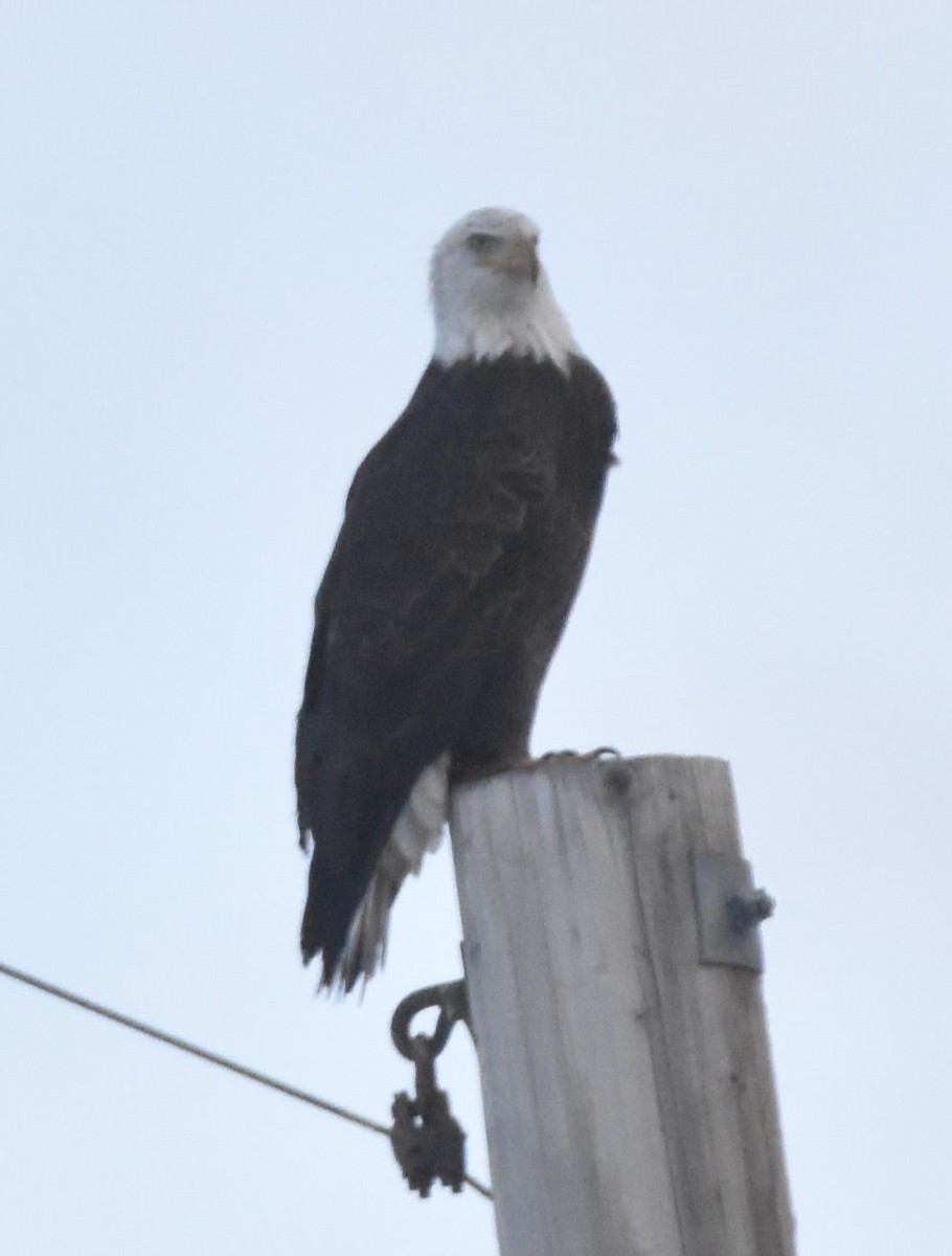Bald Eagle - ML647275414