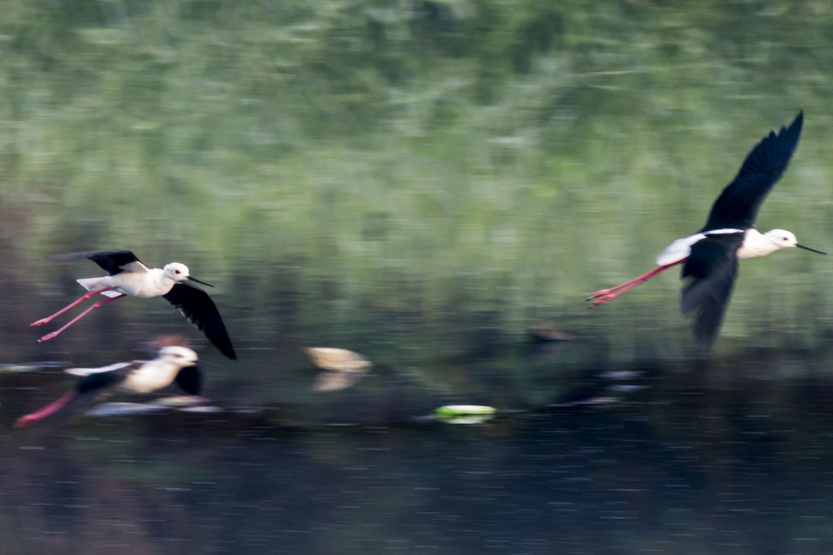 Black-winged Stilt - ML647275435