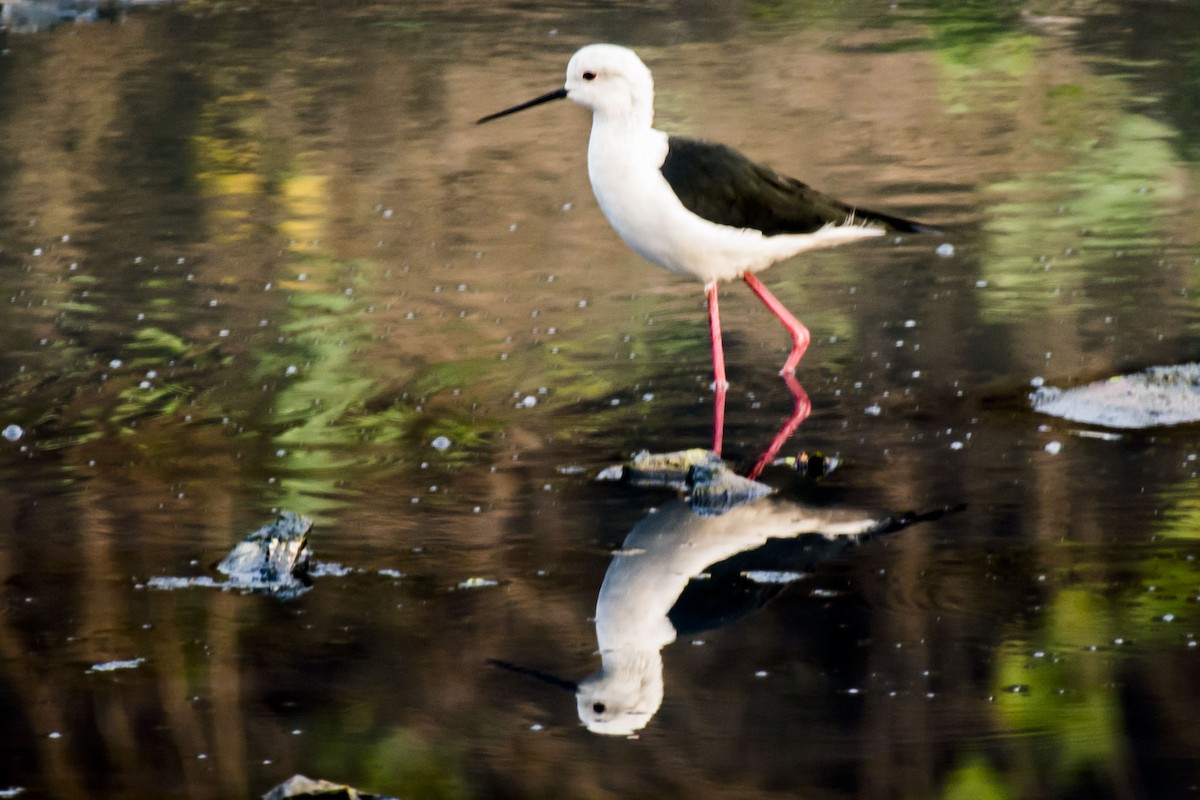 Black-winged Stilt - ML647275436