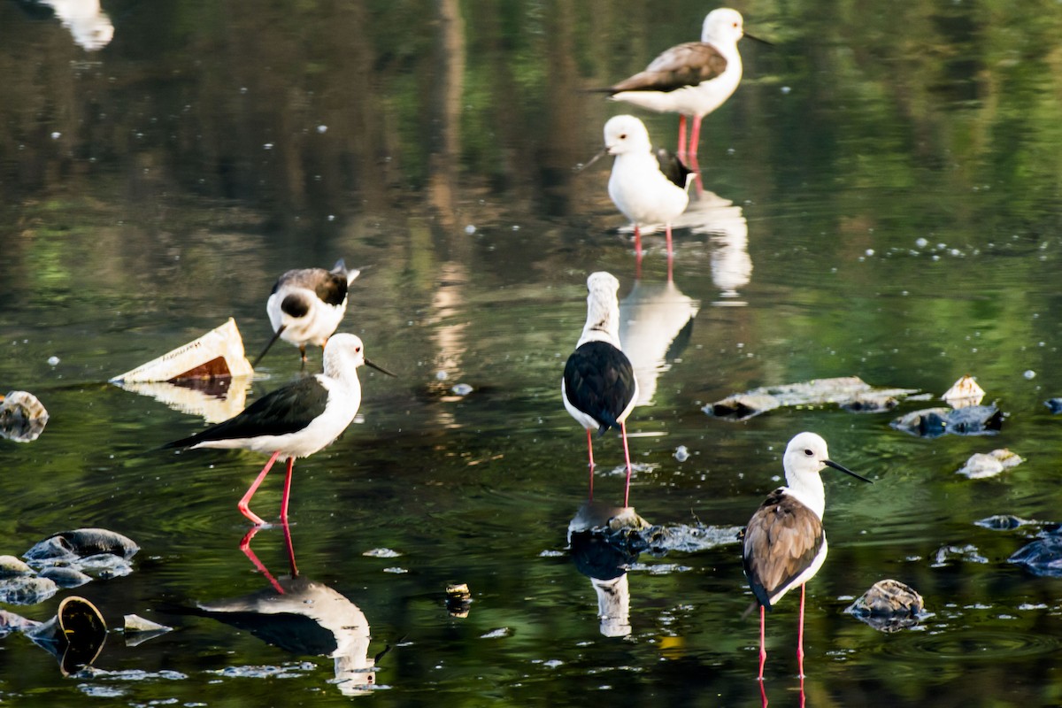 Black-winged Stilt - ML647275437
