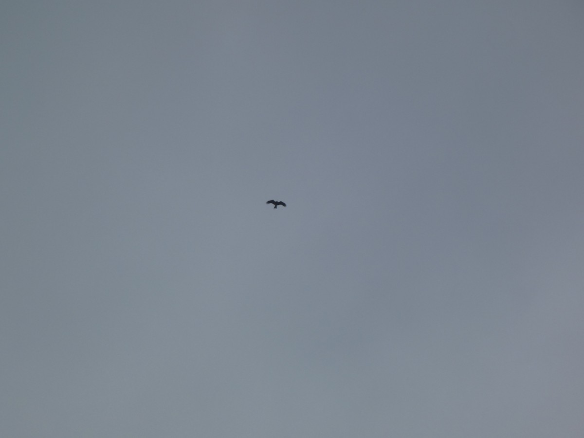 Black Kite - ML647275438