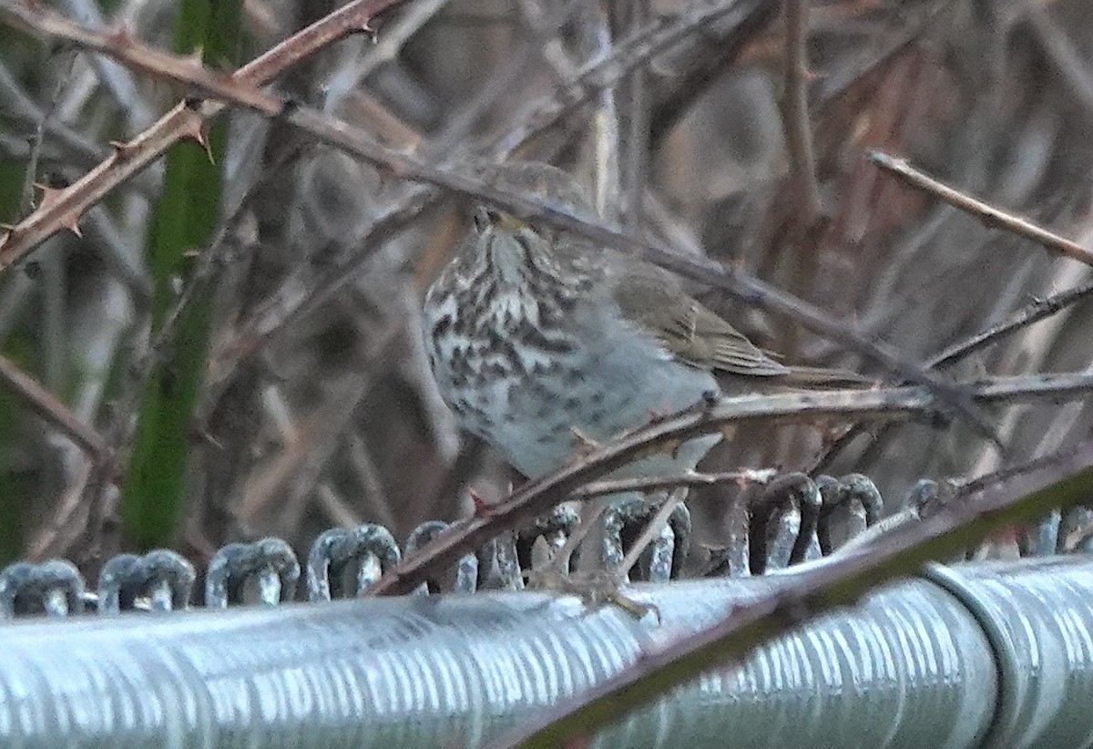 Hermit Thrush - ML647275440