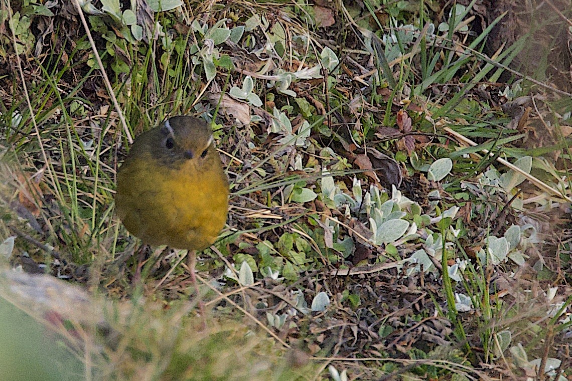 White-browed Bush-Robin - ML647275441