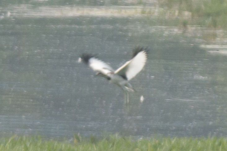 Pheasant-tailed Jacana - ML647275442