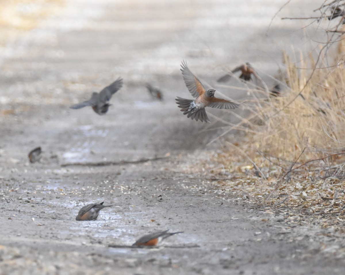 American Robin - ML647275443