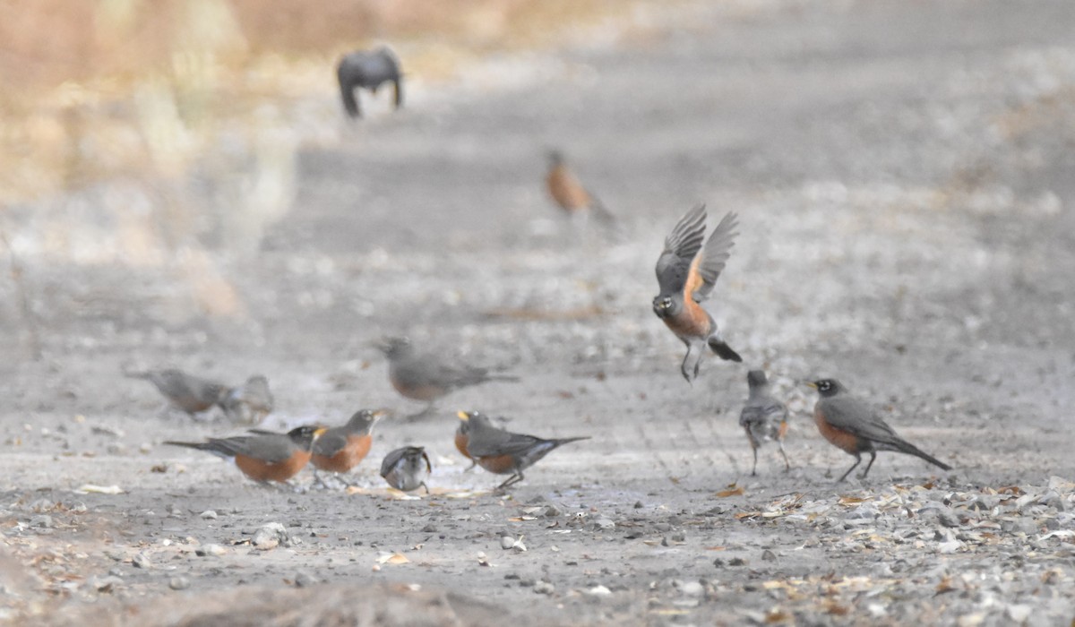 American Robin - ML647275444