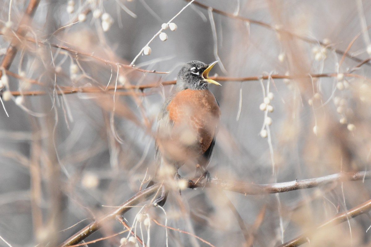 American Robin - ML647275445