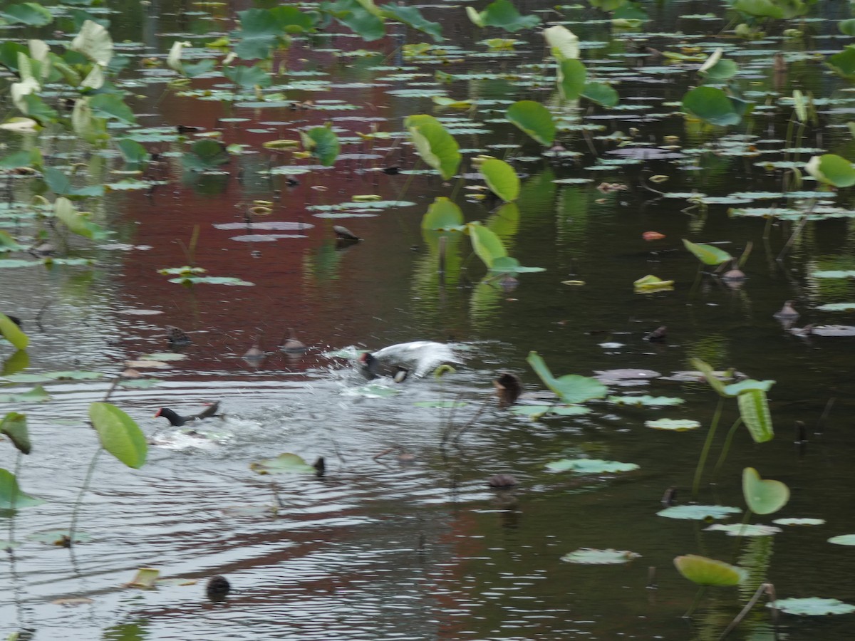 Eurasian Moorhen - ML647275446