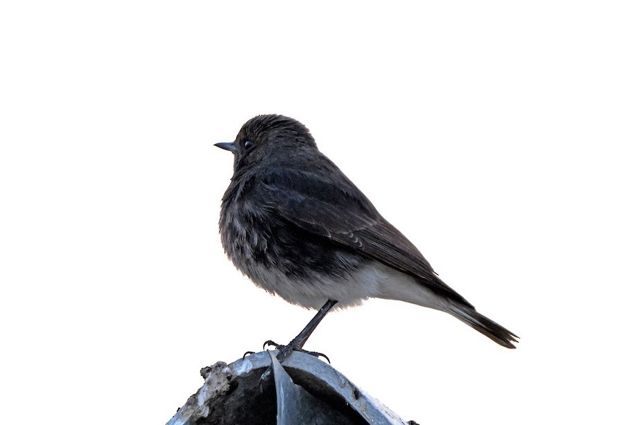 Variable Wheatear - ML647275447
