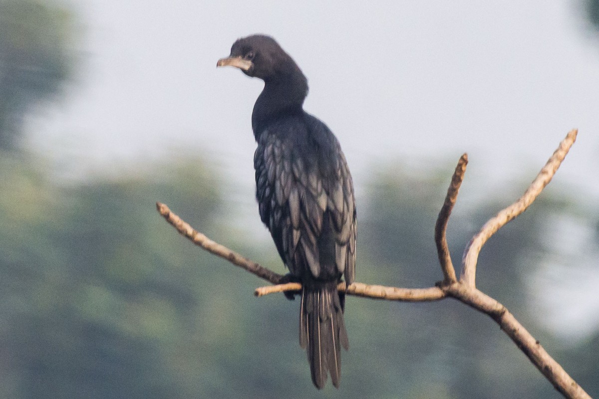 Little Cormorant - ML647275448