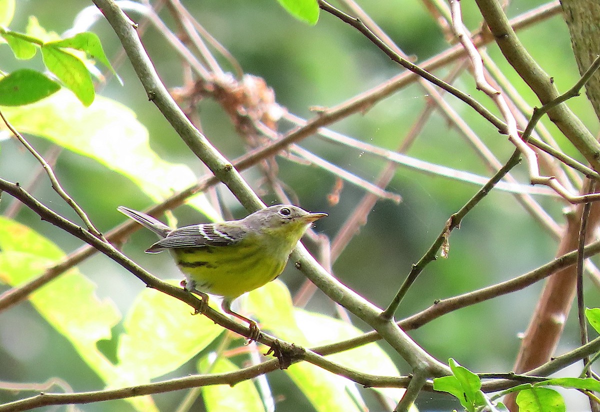 Magnolia Warbler - ML647275449