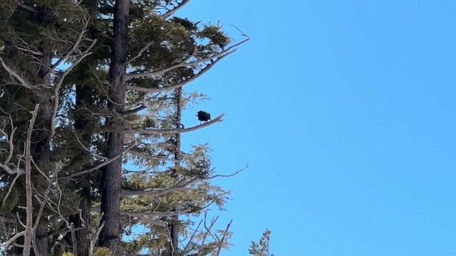 passerine sp. - ML647275450