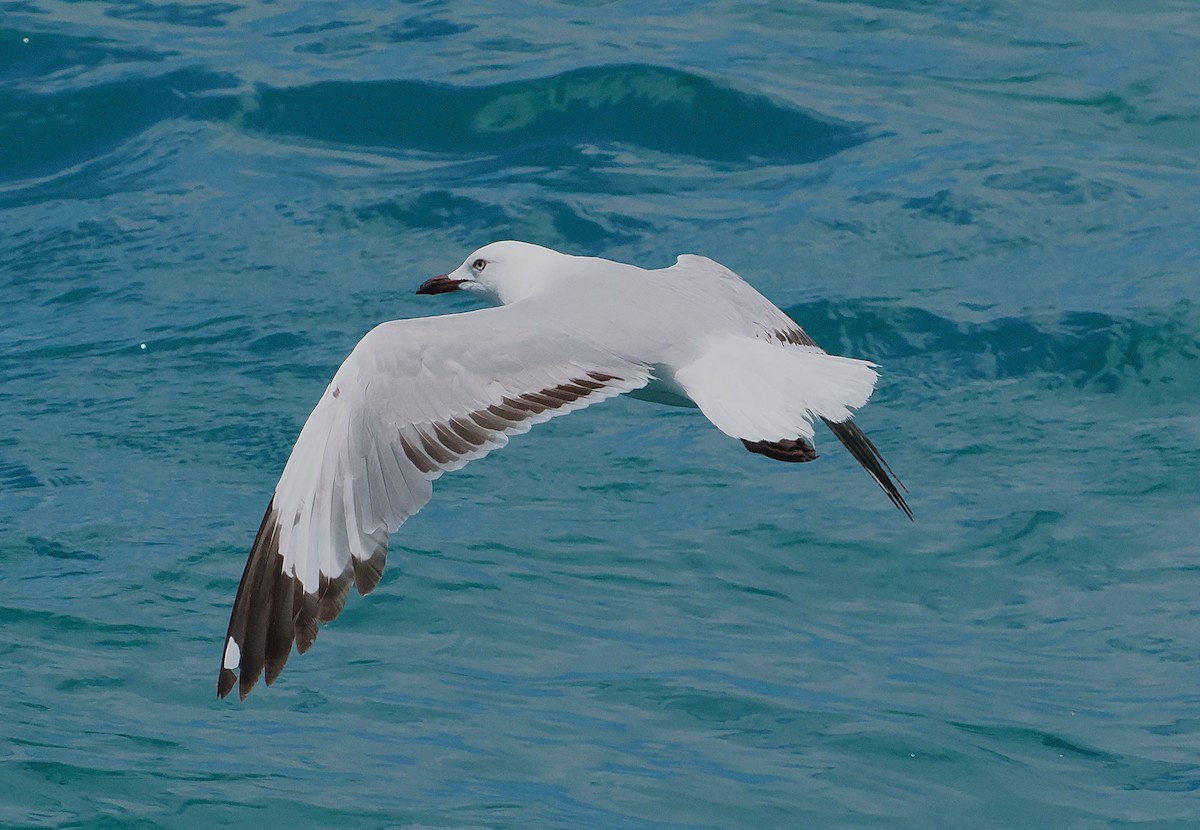 Silver Gull (Red-billed) - ML647275451