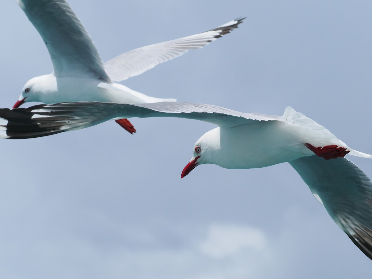 Silver Gull (Red-billed) - ML647275452