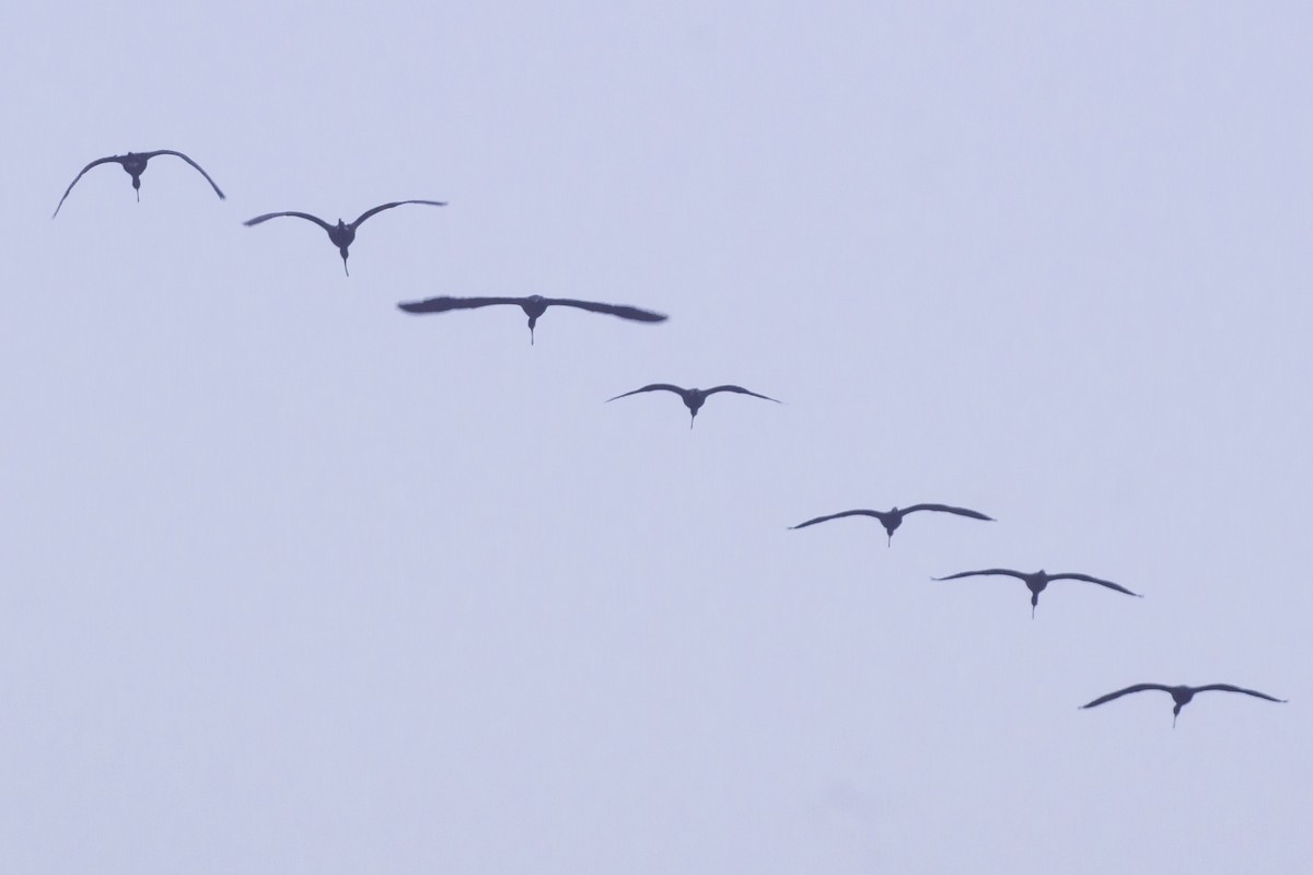 Glossy Ibis - ML647275453