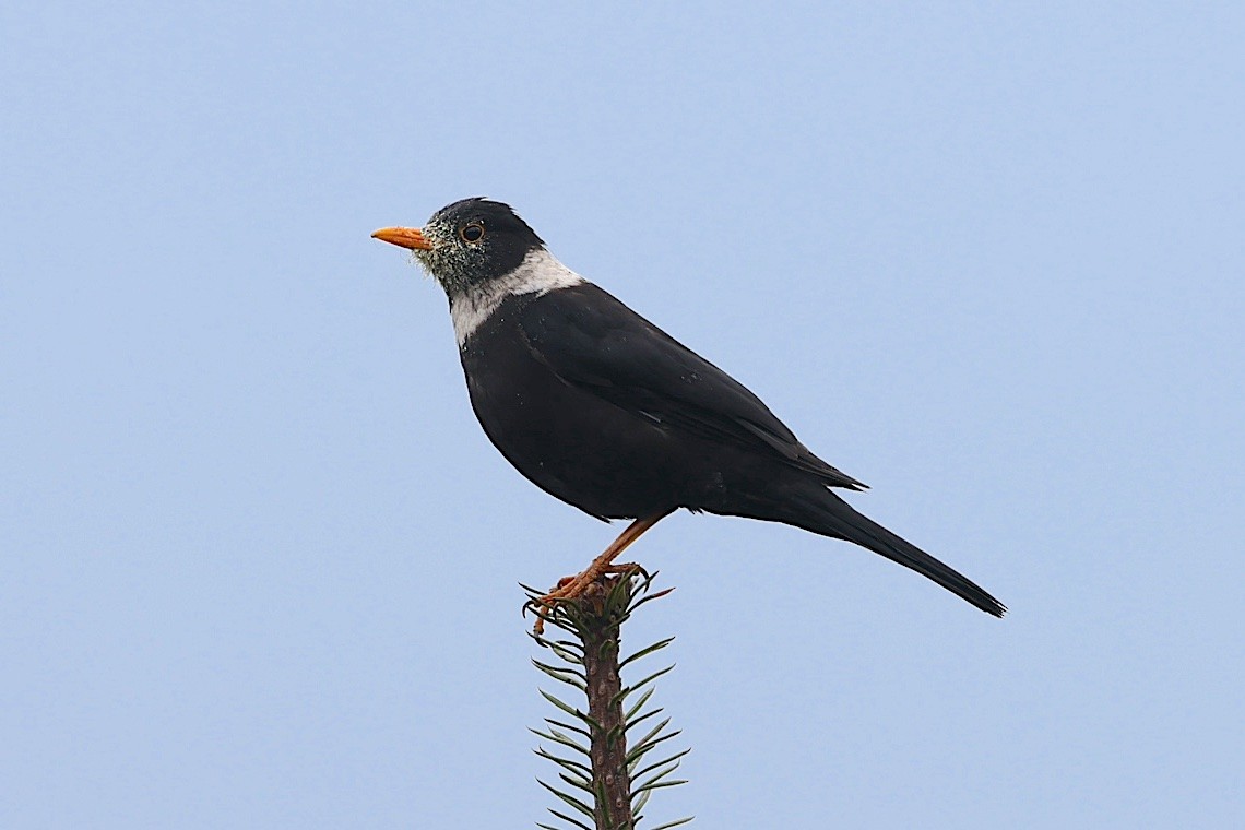 White-collared Blackbird - ML647275454