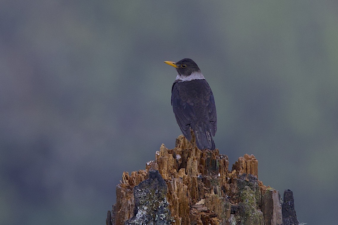 White-collared Blackbird - ML647275455