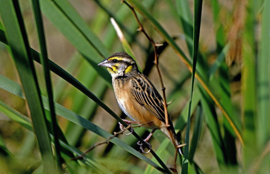 Black-breasted Weaver - ML647275456