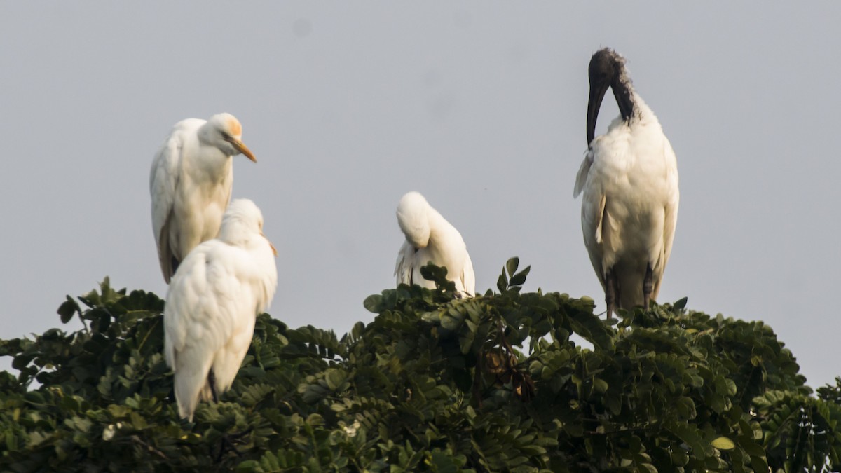 Black-headed Ibis - ML647275457