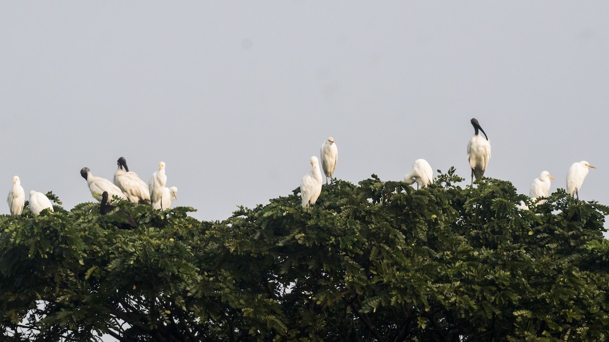 Eastern Cattle-Egret - ML647275460