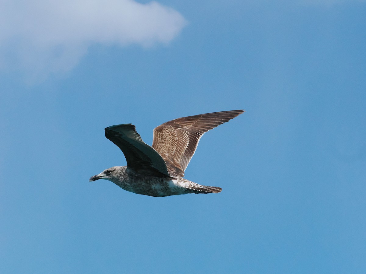 Kelp Gull - ML647275461