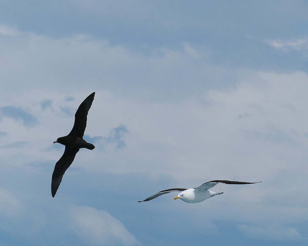 Kelp Gull - ML647275463