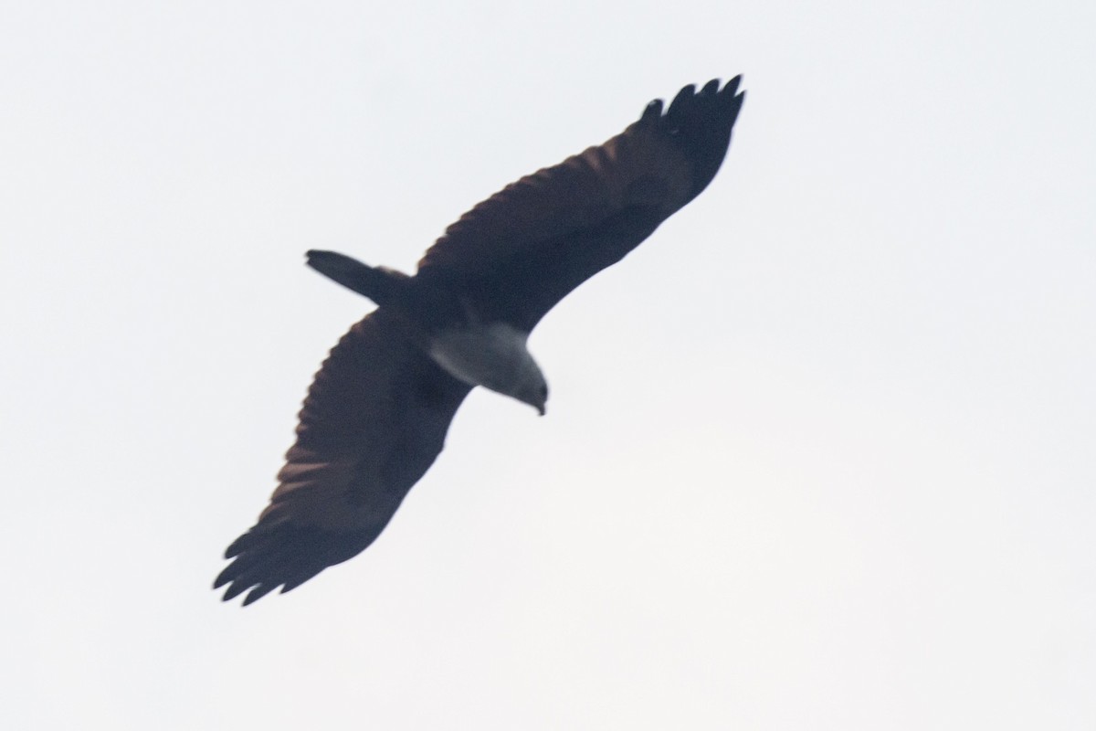 Brahminy Kite - ML647275464