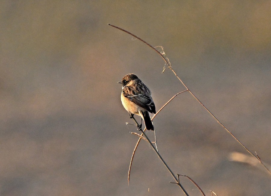 Siberian Stonechat - ML647275465
