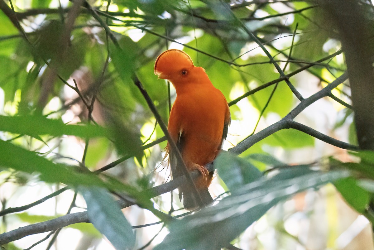 イワドリ - ML647275470