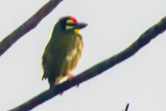 Coppersmith Barbet - ML647275476