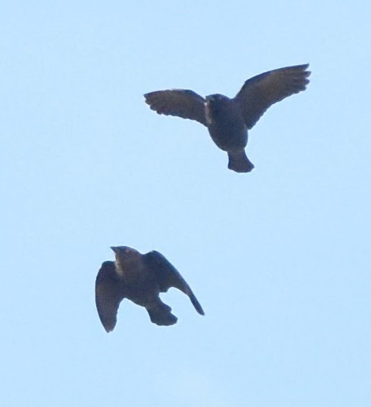 Brewer's Blackbird - ML647275477