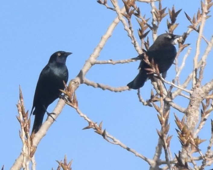Brewer's Blackbird - ML647275478