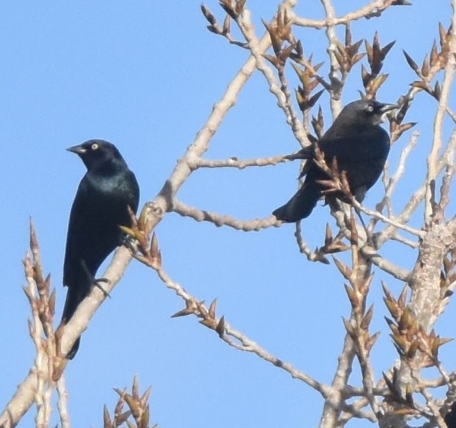 Brewer's Blackbird - ML647275479