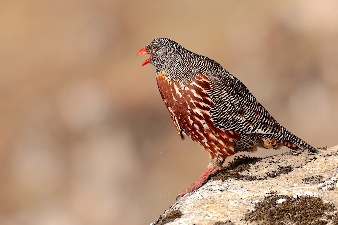 Snow Partridge - ML647275480