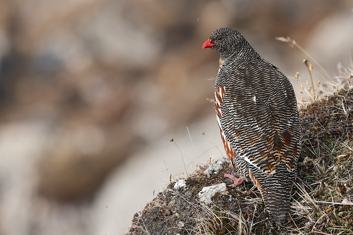 Snow Partridge - ML647275481