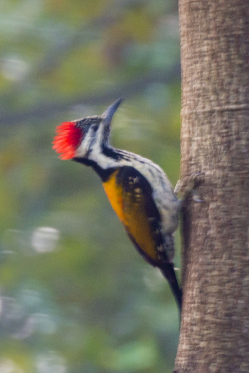 Black-rumped Flameback - ML647275482