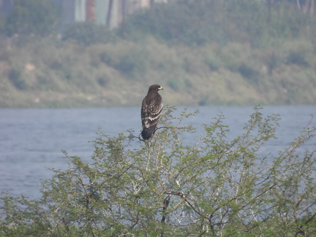 Arrano pikarta - ML647275483