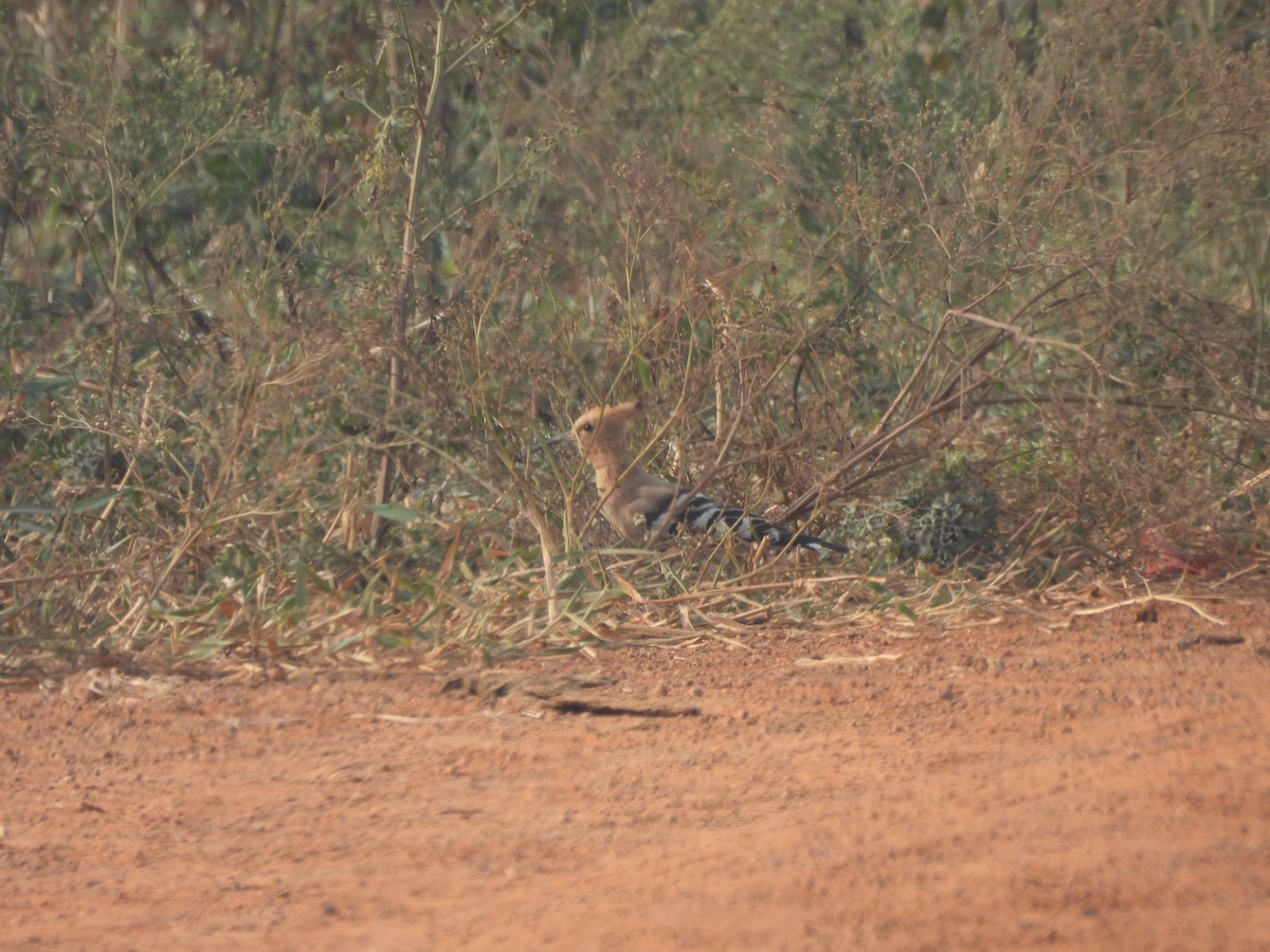 Argi-oilar arrunta - ML647275484