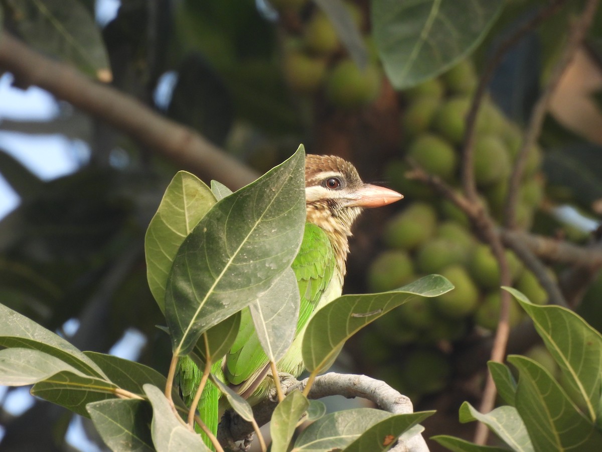 White-cheeked Barbet - ML647275485