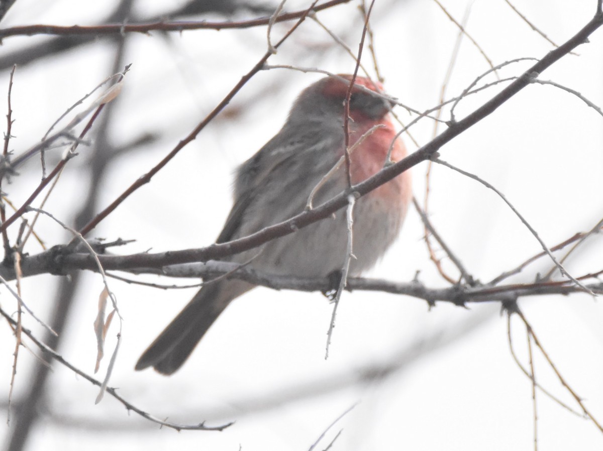 Burugorri arrunta - ML647275486