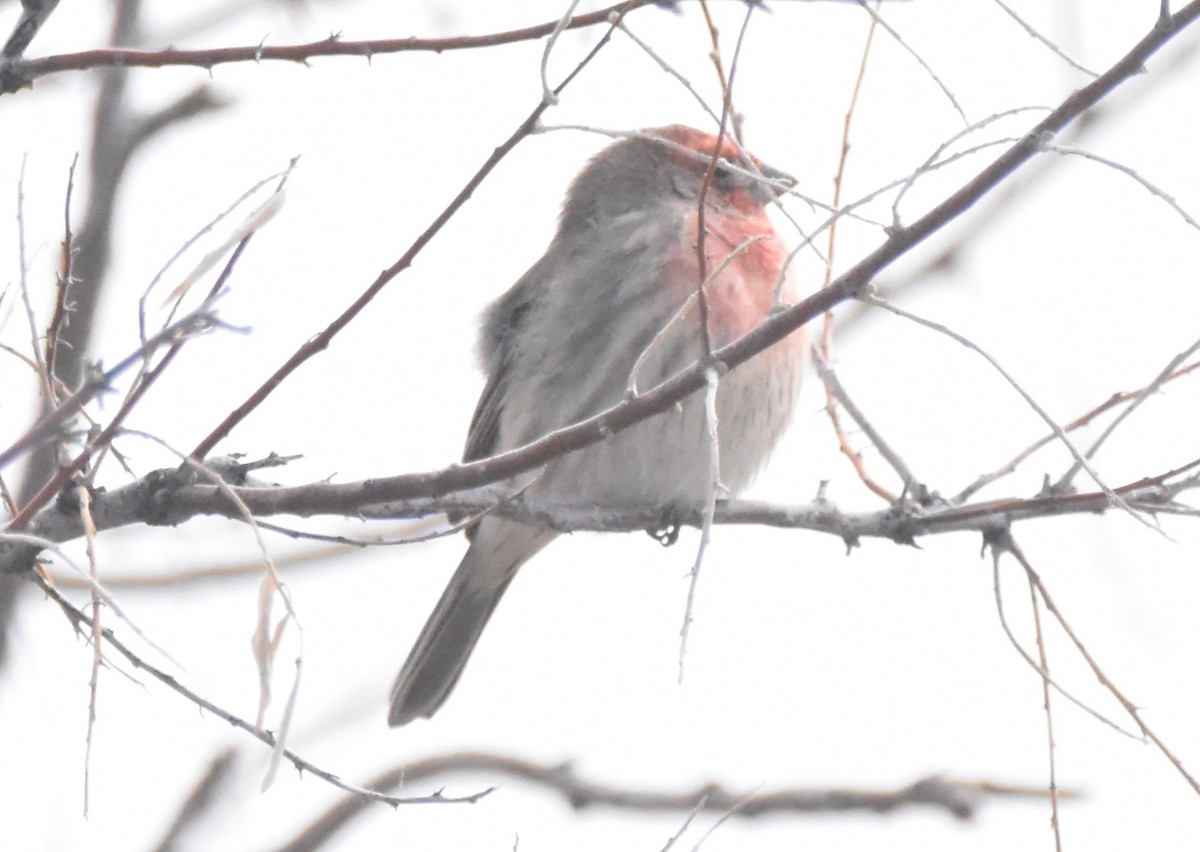 Burugorri arrunta - ML647275487