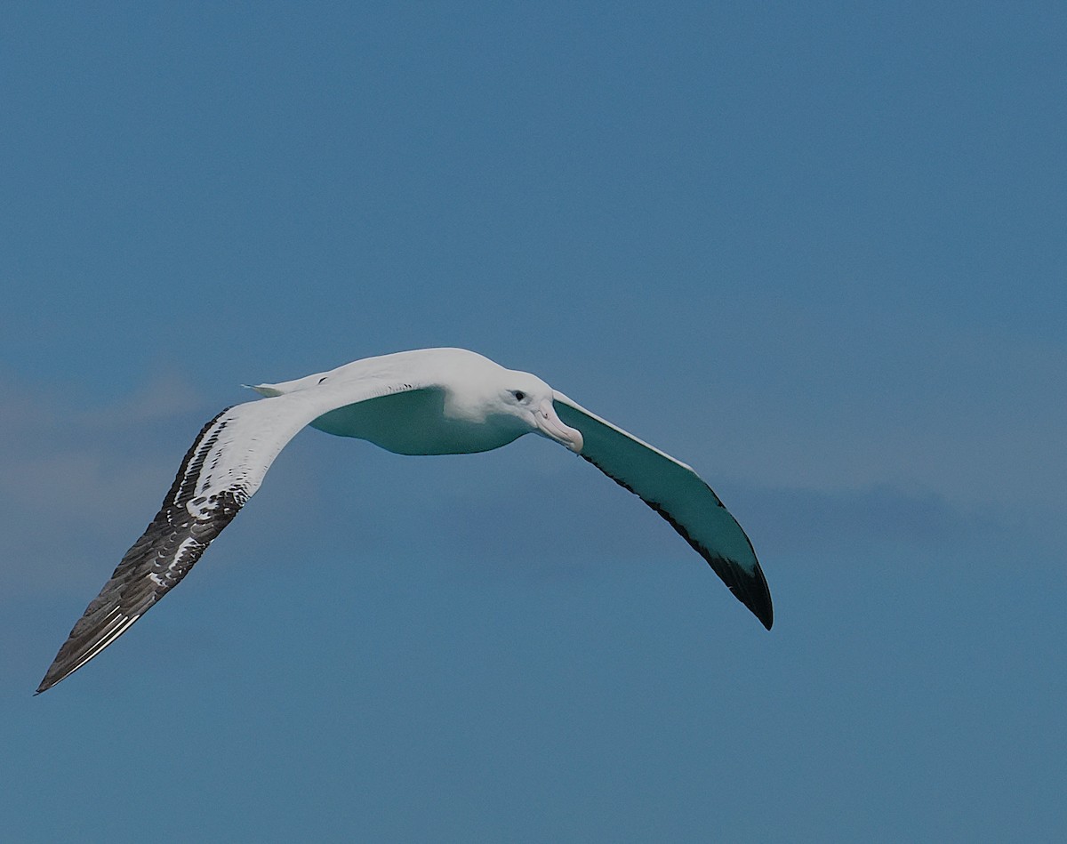 Albatros bidaiaria - ML647275488