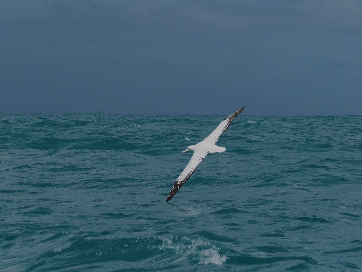 Albatros bidaiaria - ML647275489