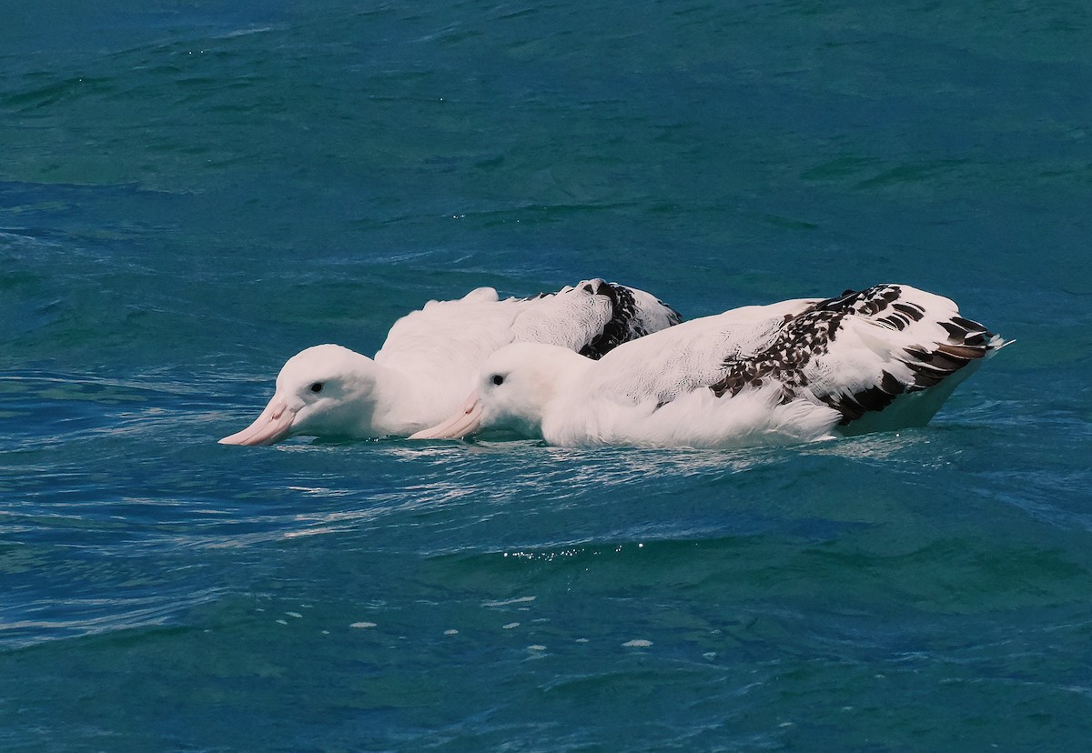 Albatros bidaiaria - ML647275490