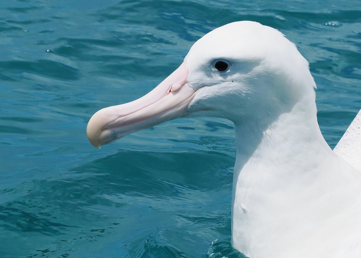 Albatros bidaiaria - ML647275491