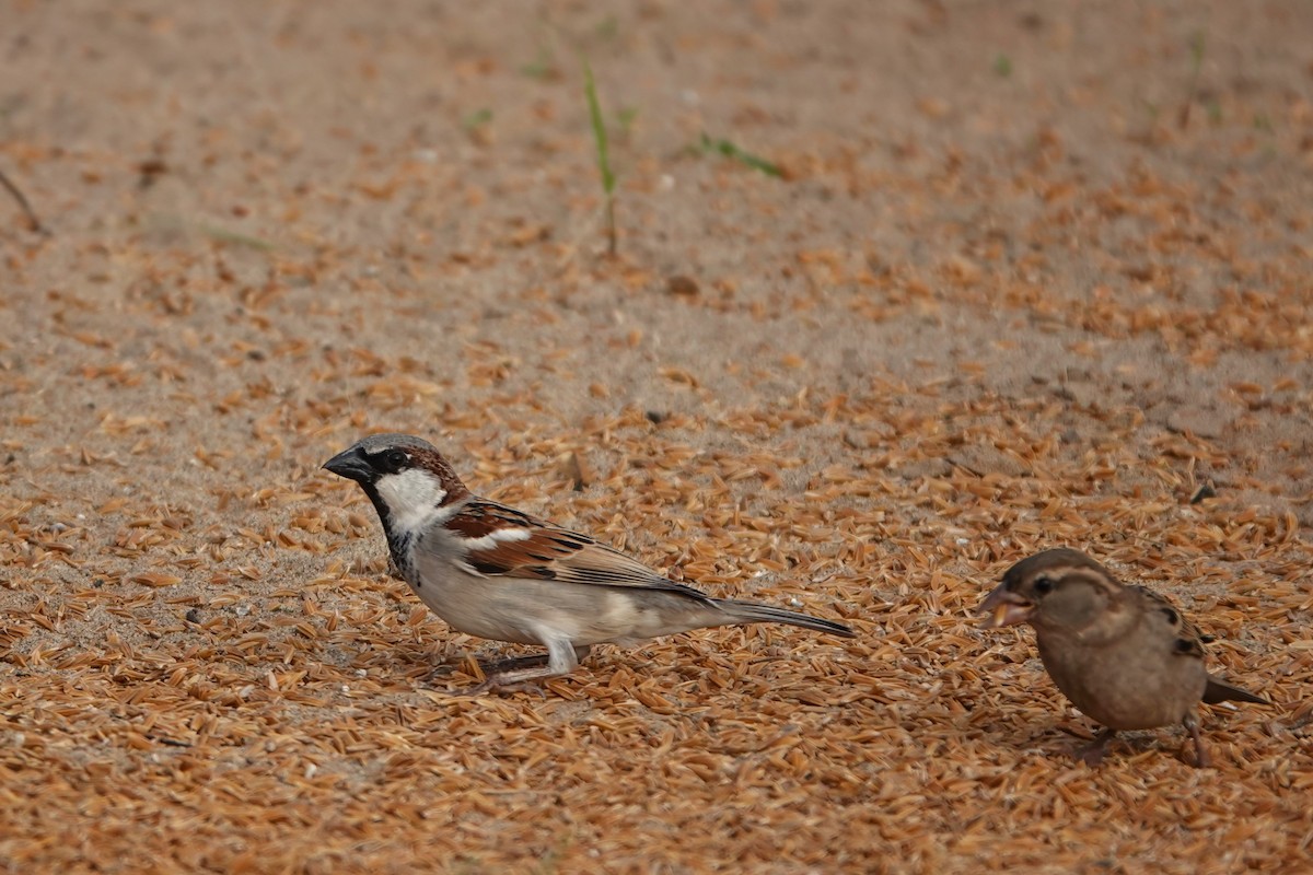 Etxe-txolarrea - ML647275492