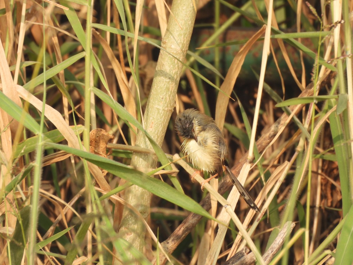 Ashy Prinia - ML647275497