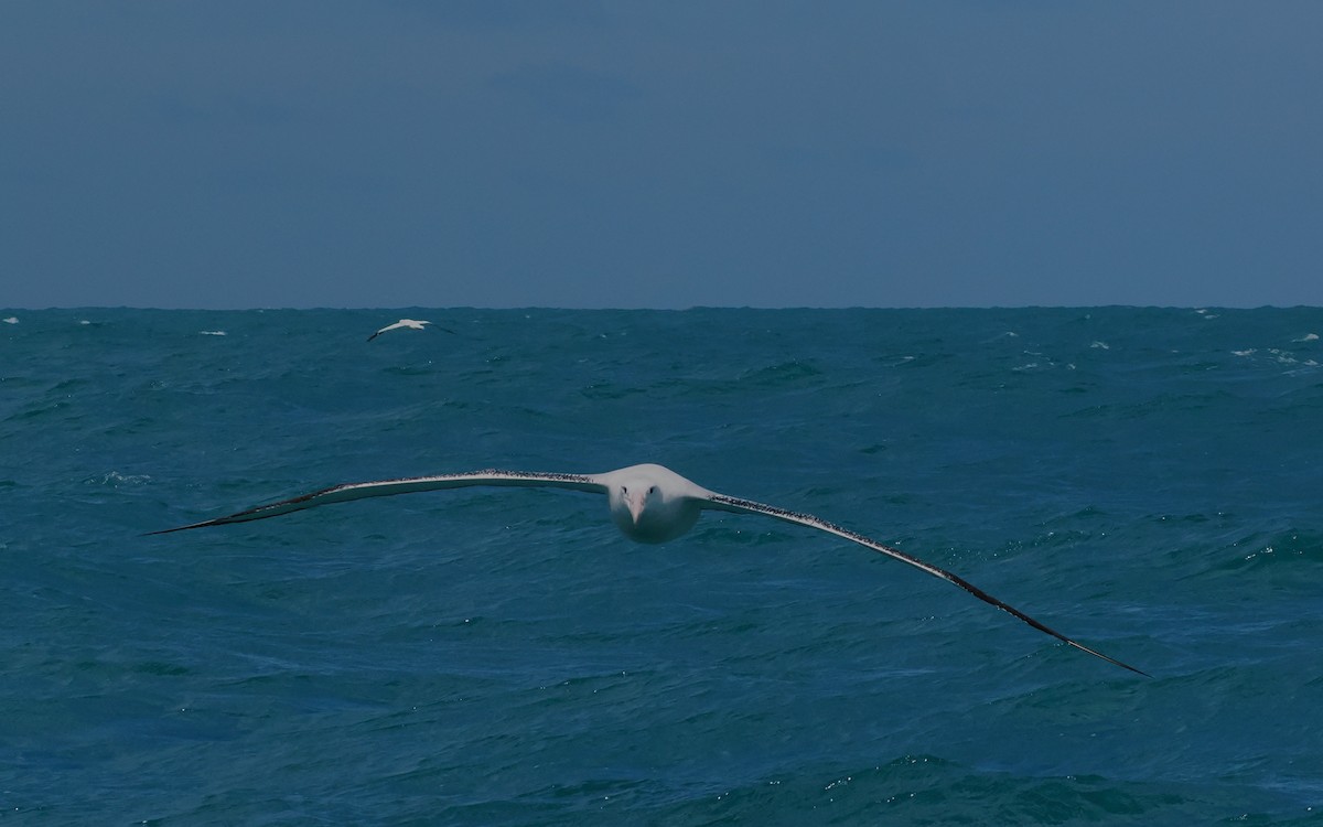 Antipodean Albatross (Gibson's) - ML647275498