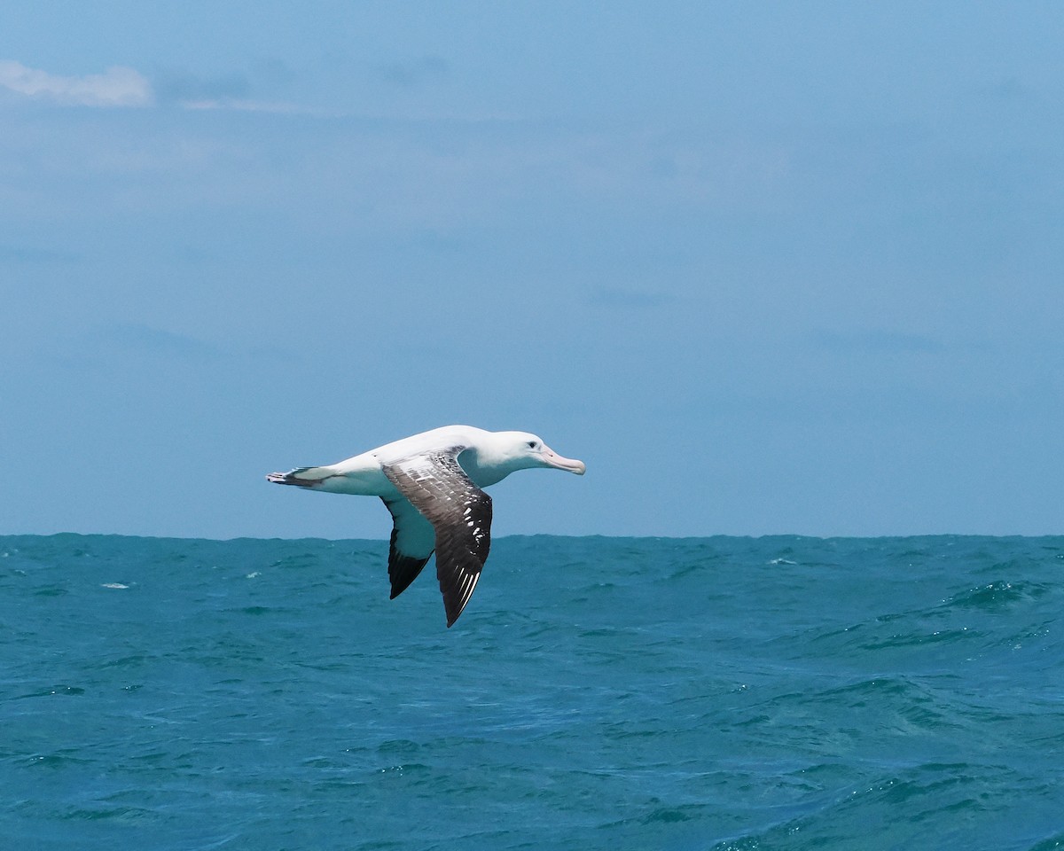 Antipodean Albatross (Gibson's) - ML647275499